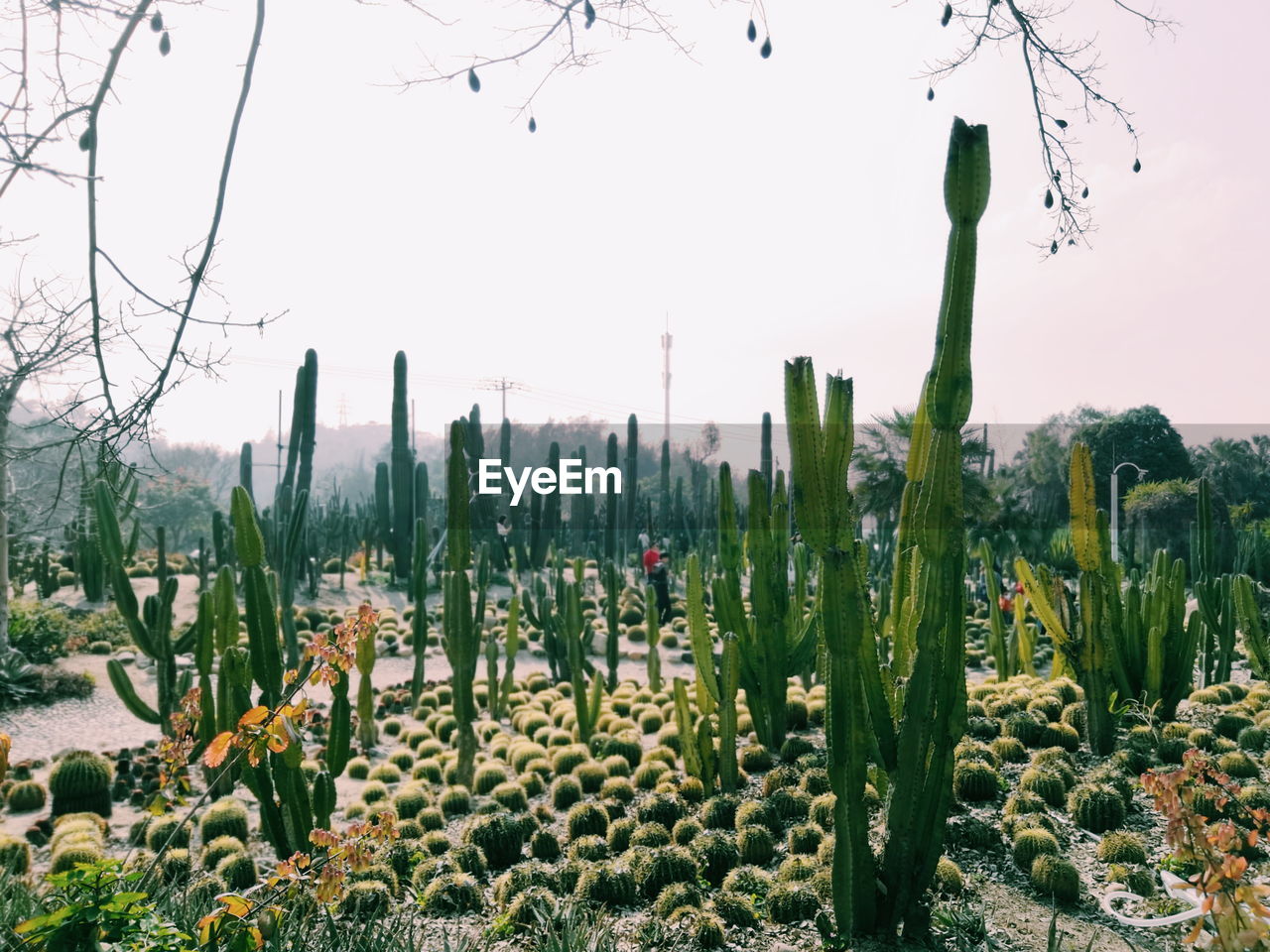 CACTUS PLANTS ON FIELD AGAINST SKY