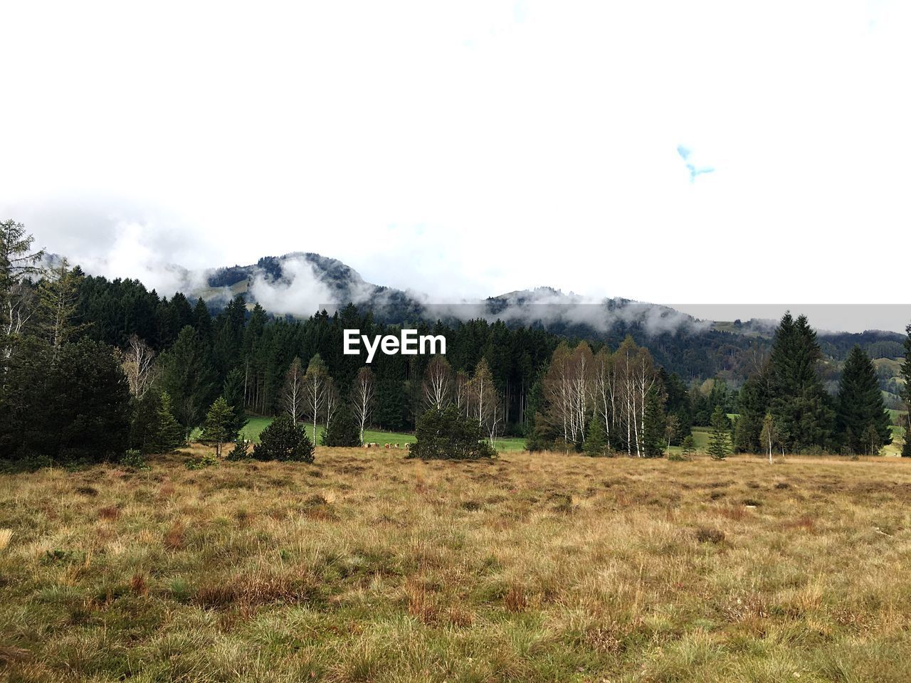 COUNTRYSIDE LANDSCAPE AGAINST ROCKY MOUNTAINS