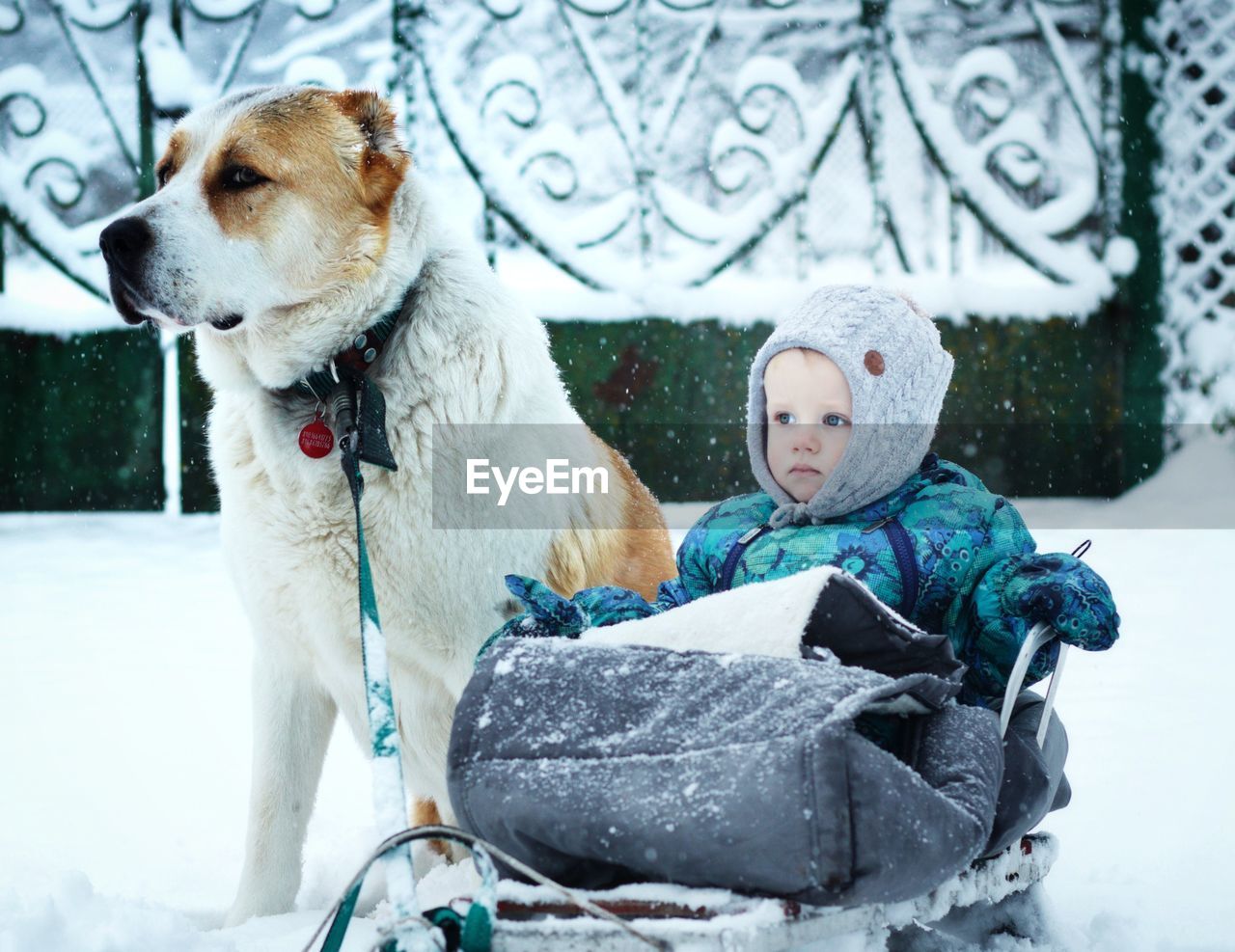 Dog looking away in snow