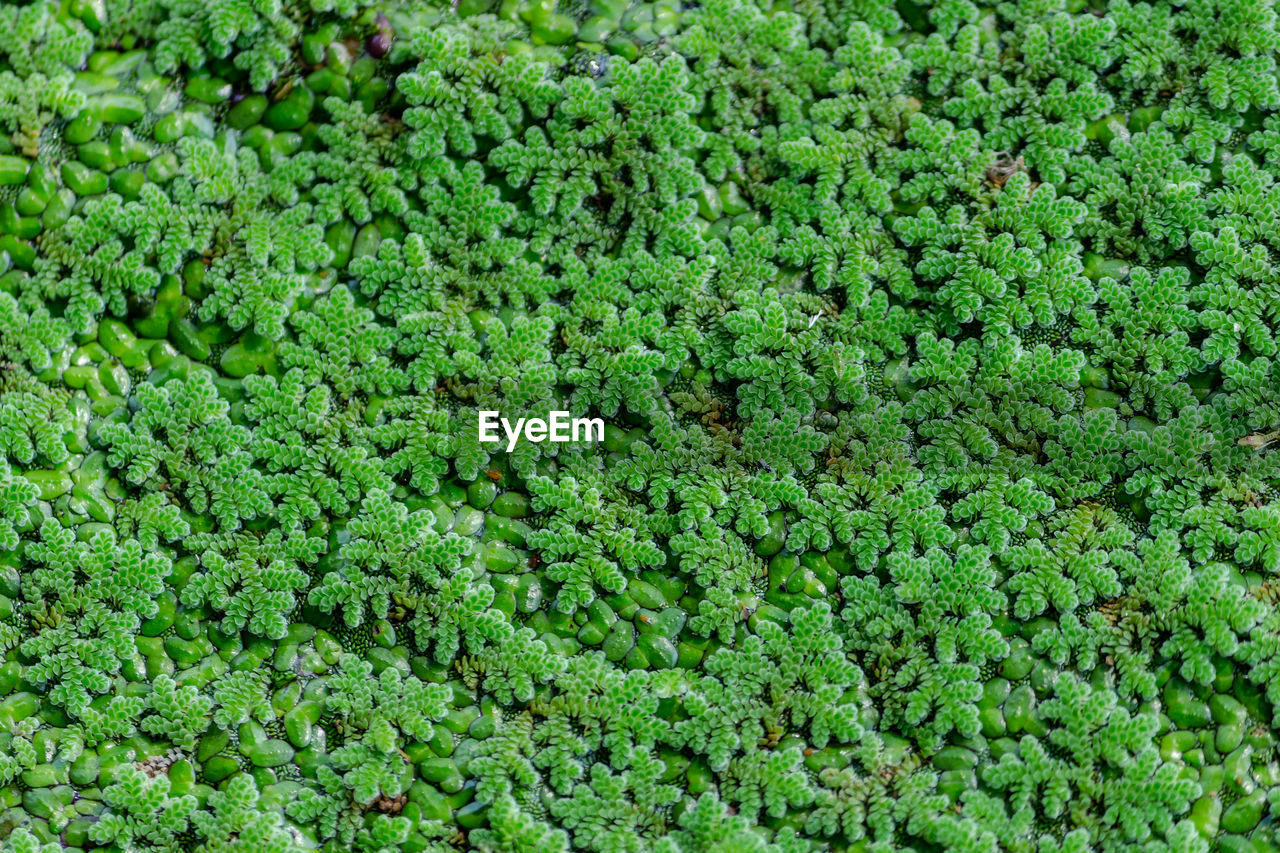 FULL FRAME SHOT OF GREEN PLANT