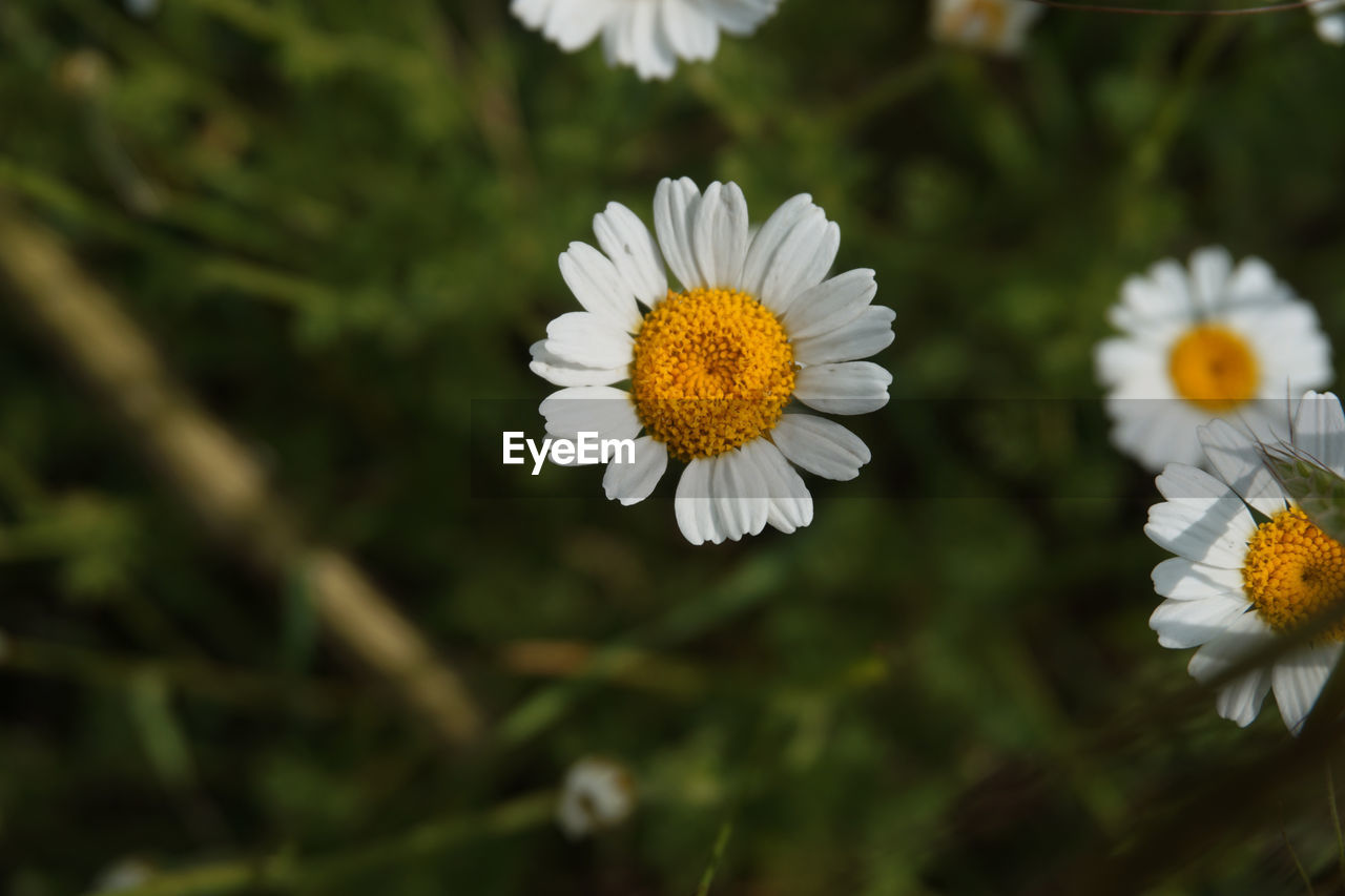 CLOSE-UP OF WHITE DAISIES