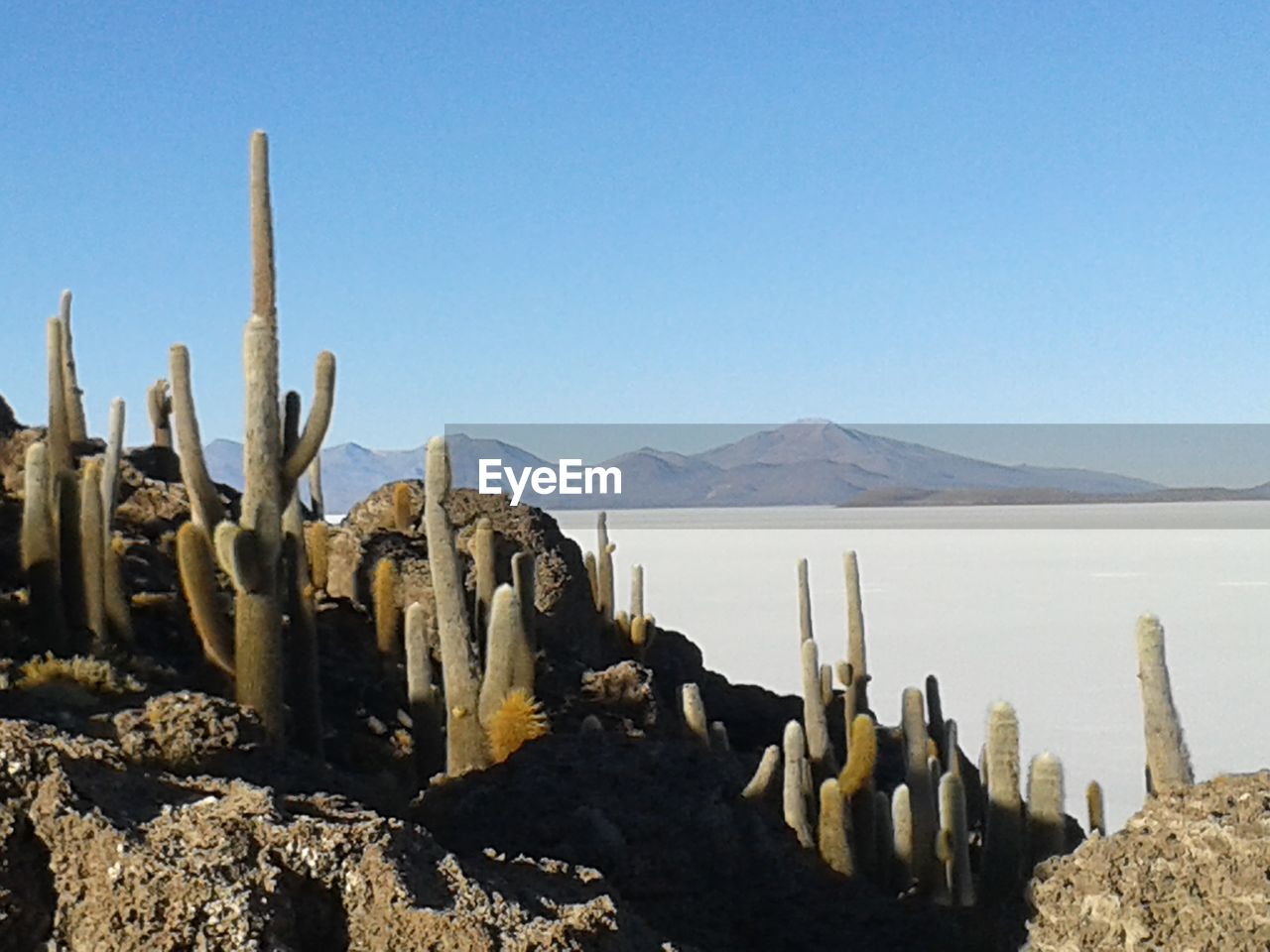 PANORAMIC VIEW OF CACTUS AGAINST BLUE SKY