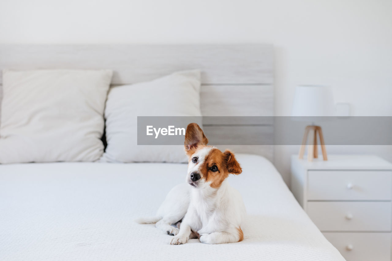 Cute small jack russell dog lying on bed at home during daytime. pets indoors