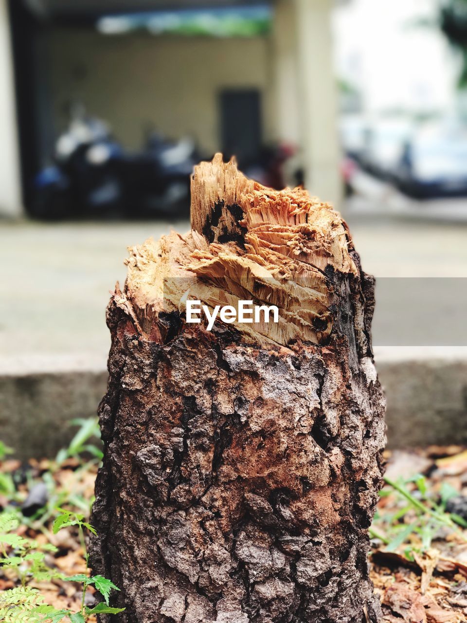 CLOSE-UP OF TREE STUMP