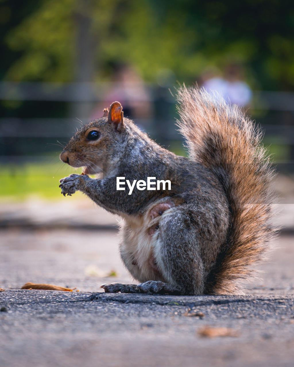 animal, squirrel, animal themes, animal wildlife, mammal, one animal, rodent, wildlife, nature, whiskers, eating, no people, chipmunk, food, side view, outdoors, day, food and drink, close-up, cute, selective focus