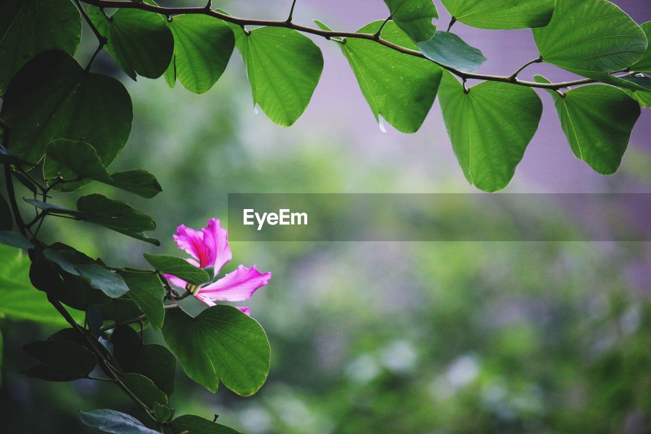 CLOSE-UP OF PINK FLOWER BLOOMING IN PLANT