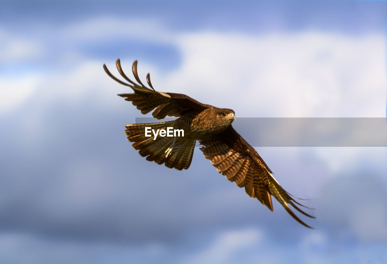 LOW ANGLE VIEW OF BIRD FLYING AGAINST SKY