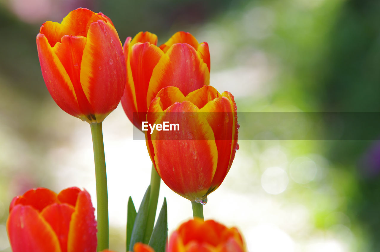 CLOSE-UP OF RED TULIPS AGAINST WHITE BACKGROUND