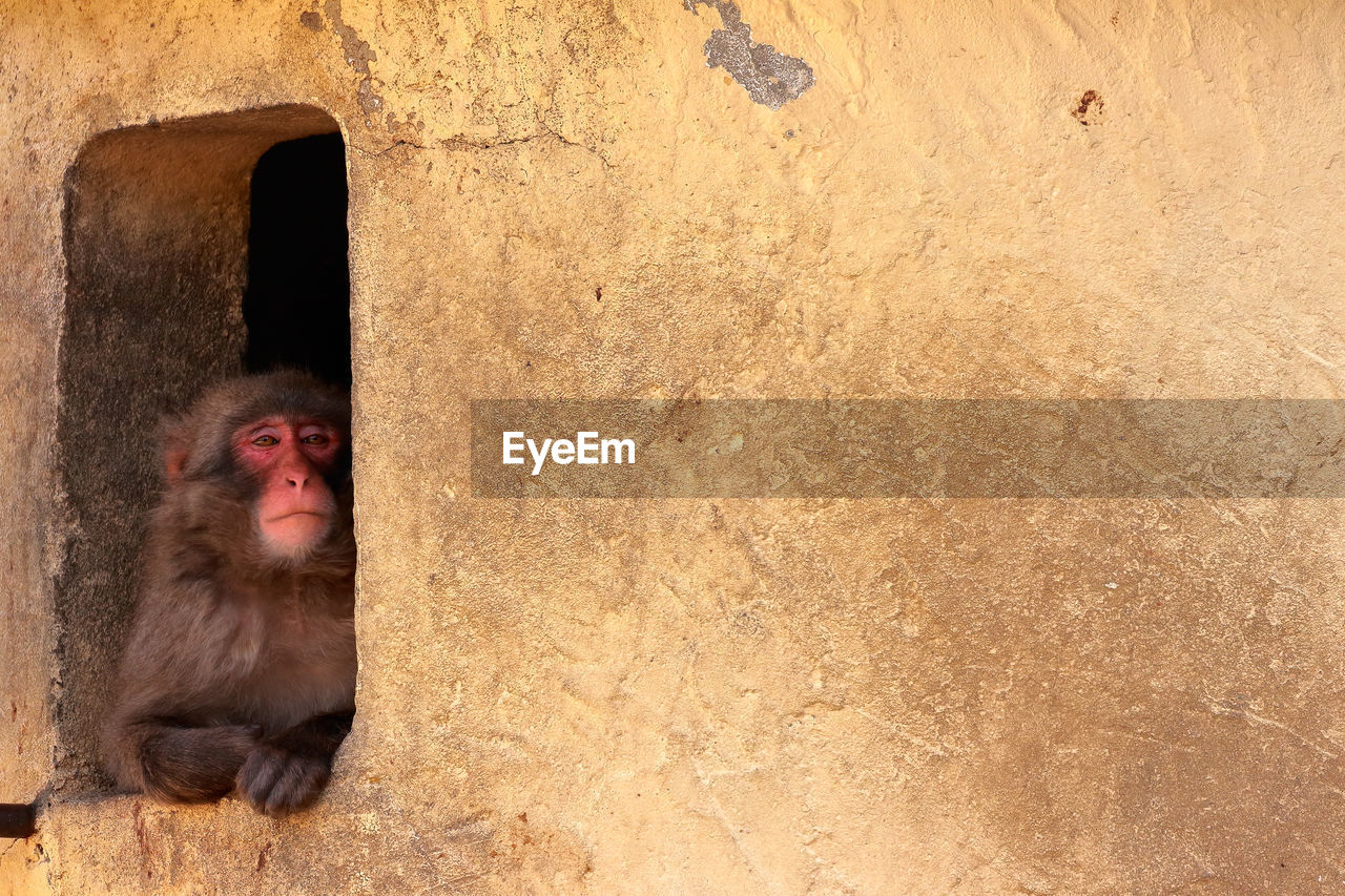 Japanese macaque looking through window