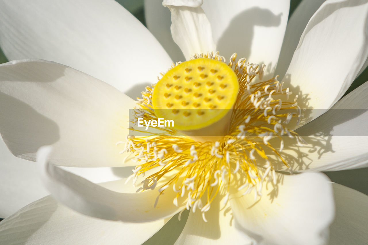 Close-up of yellow flowering plant