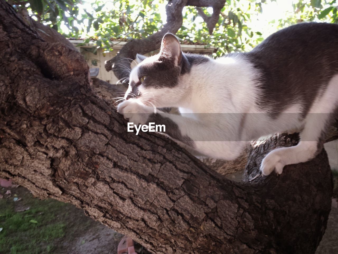 CATS ON TREE