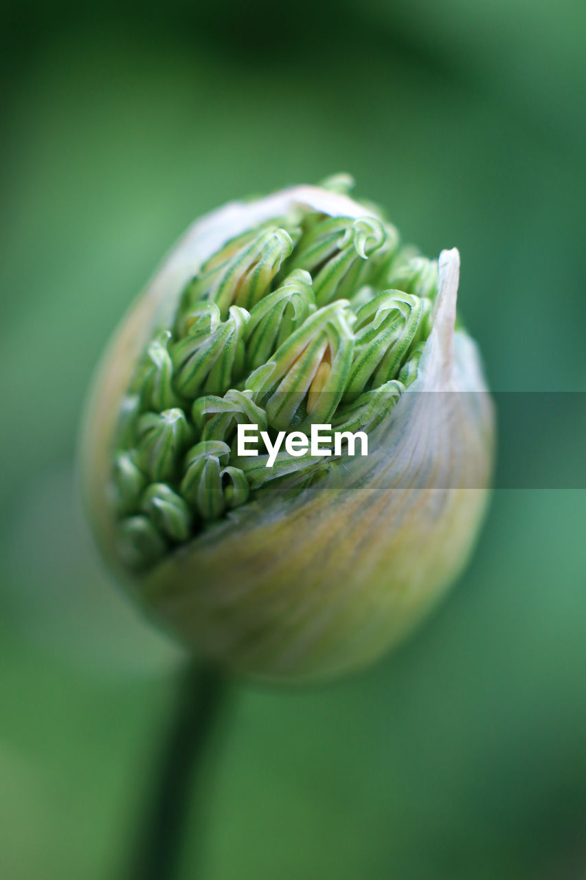 Close up of buds, allium flower on green background