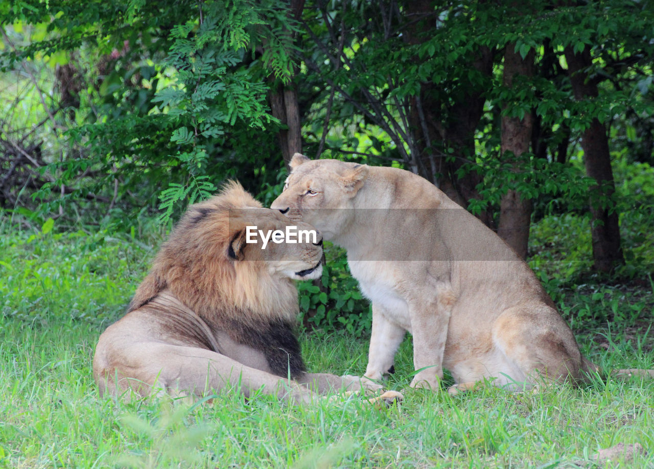 VIEW OF TWO CATS ON GRASSLAND