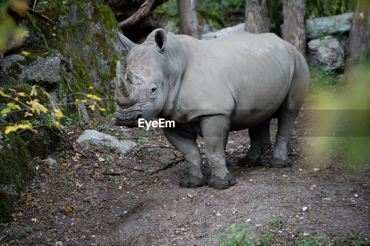 VIEW OF ELEPHANT IN THE FOREST