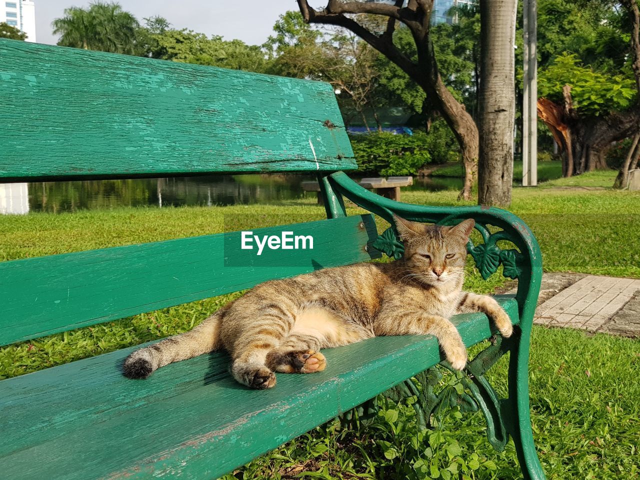 CAT LYING ON A PARK