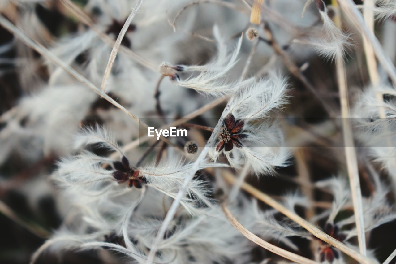 CLOSE UP OF DRIED OUTDOORS