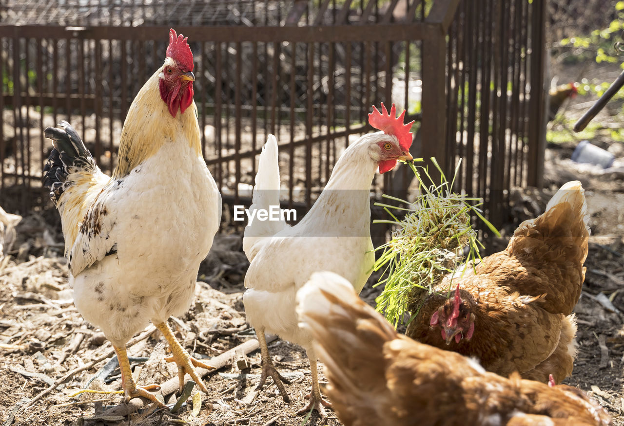 Domestic chickens in the farm, beautiful white domestic rooster surrounded by chickens