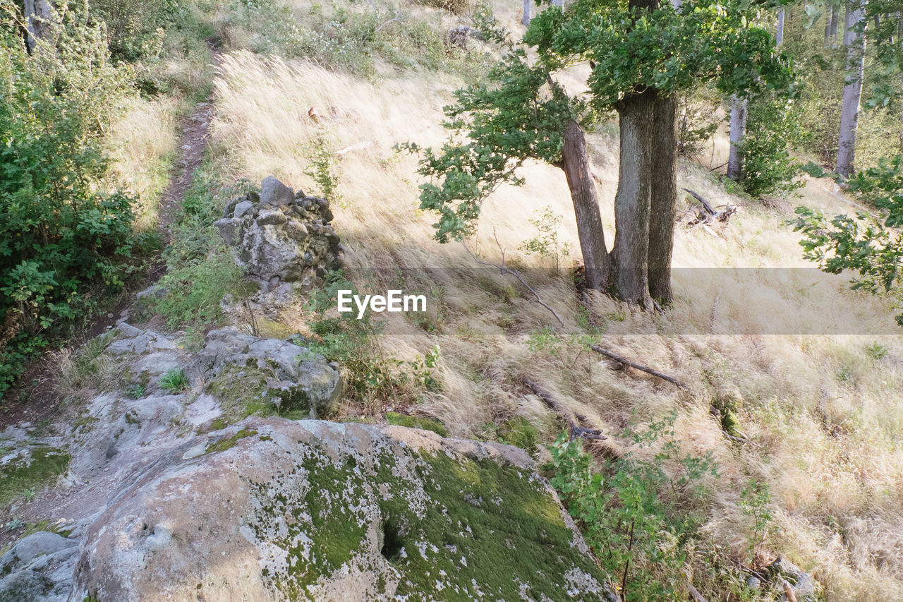SCENIC VIEW OF TREE ON LANDSCAPE