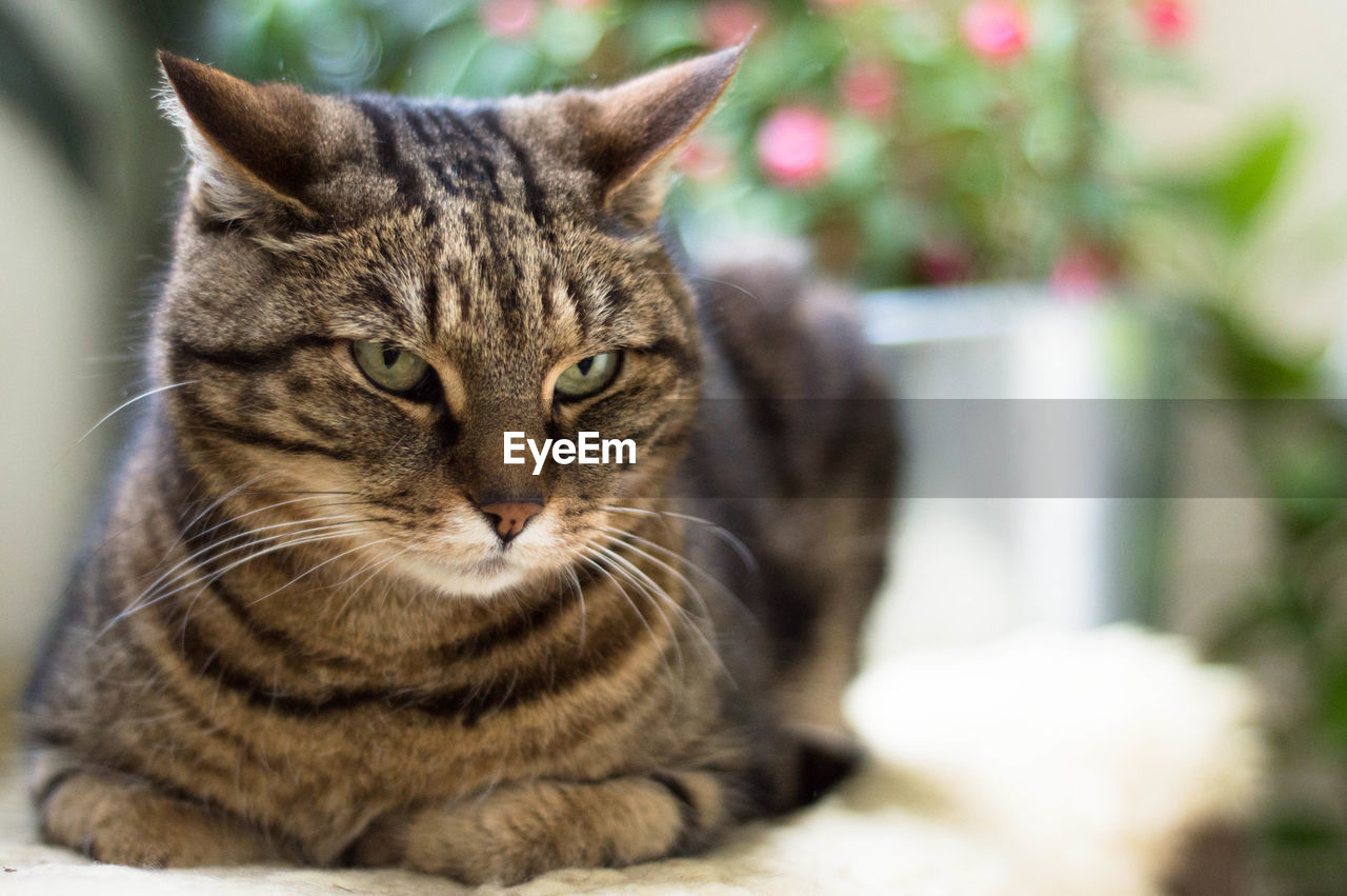 CLOSE-UP PORTRAIT OF CAT SITTING ON FLOOR