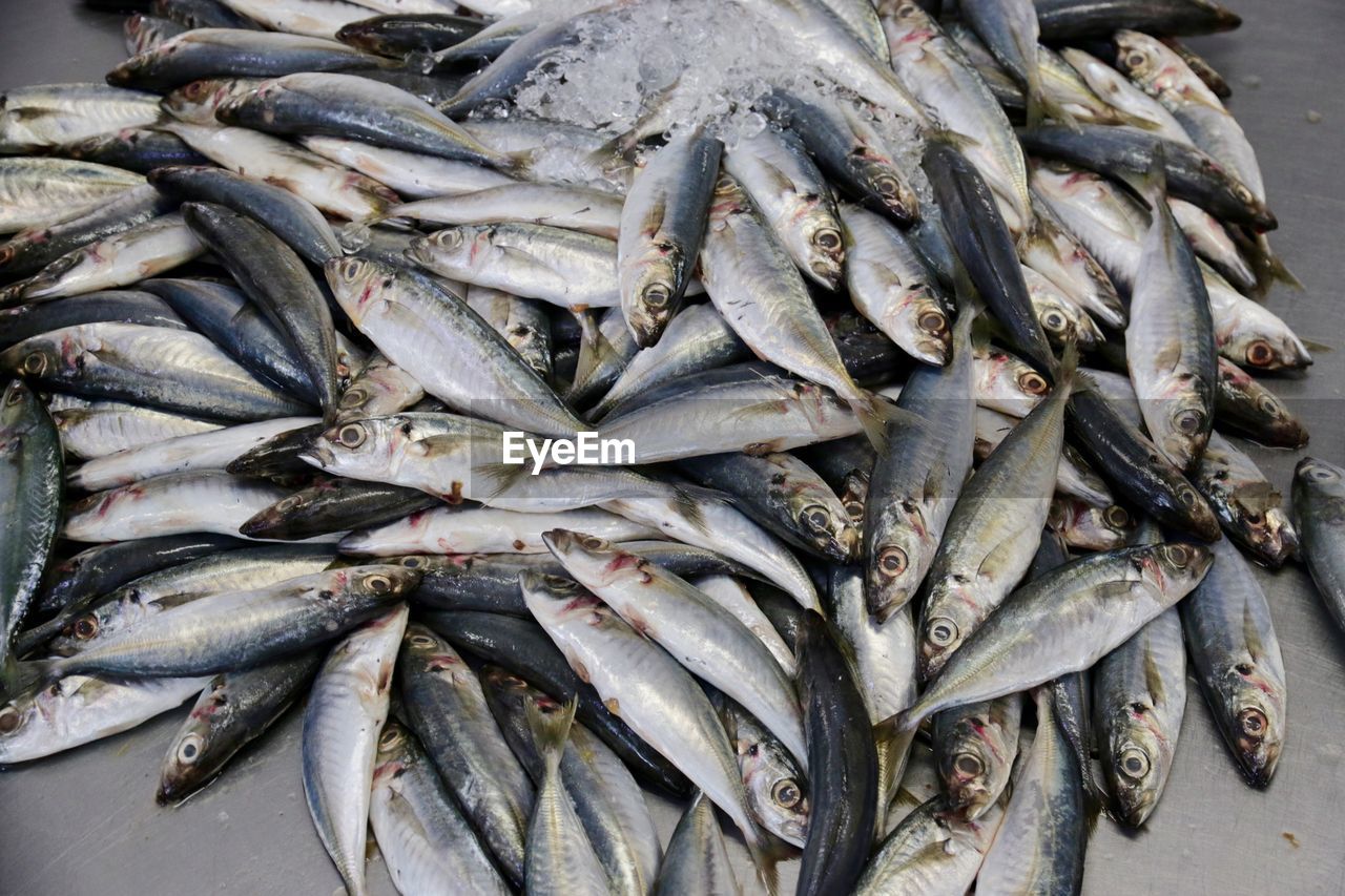 High angle view of fish for sale in market