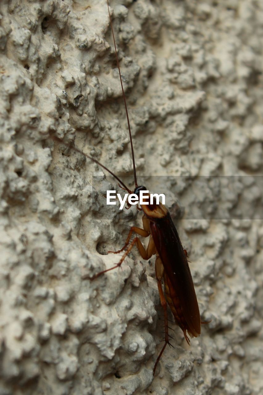 Close-up of cockroach on wall