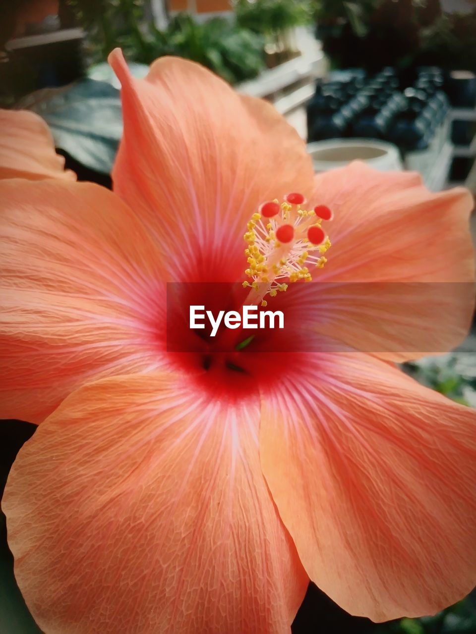 CLOSE-UP OF ORANGE DAY LILY