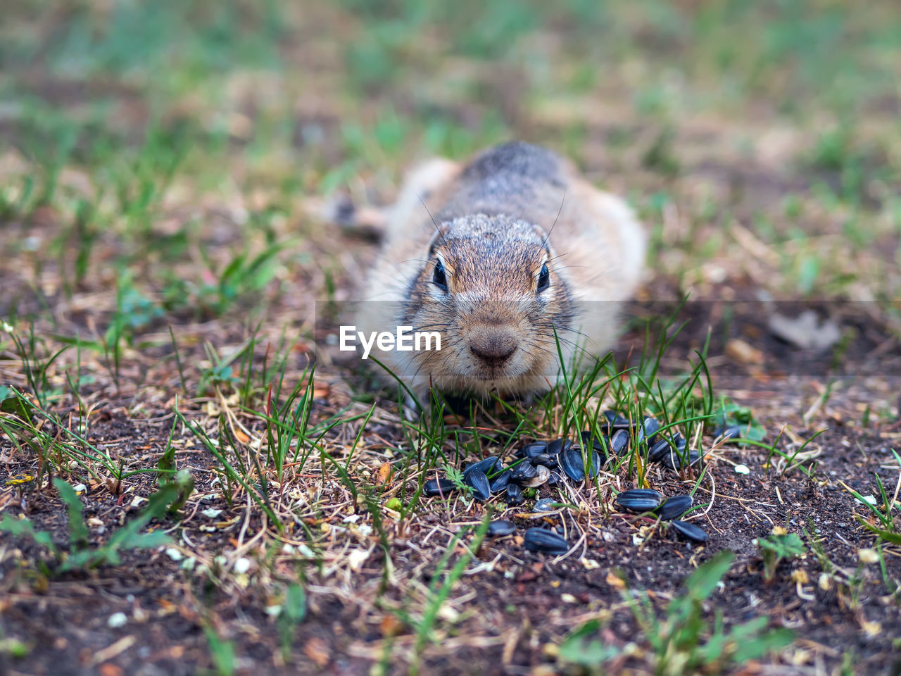 animal, animal themes, animal wildlife, one animal, mammal, nature, wildlife, grass, squirrel, rodent, portrait, no people, looking at camera, selective focus, cute, outdoors, day, land, plant, close-up, front view, whiskers