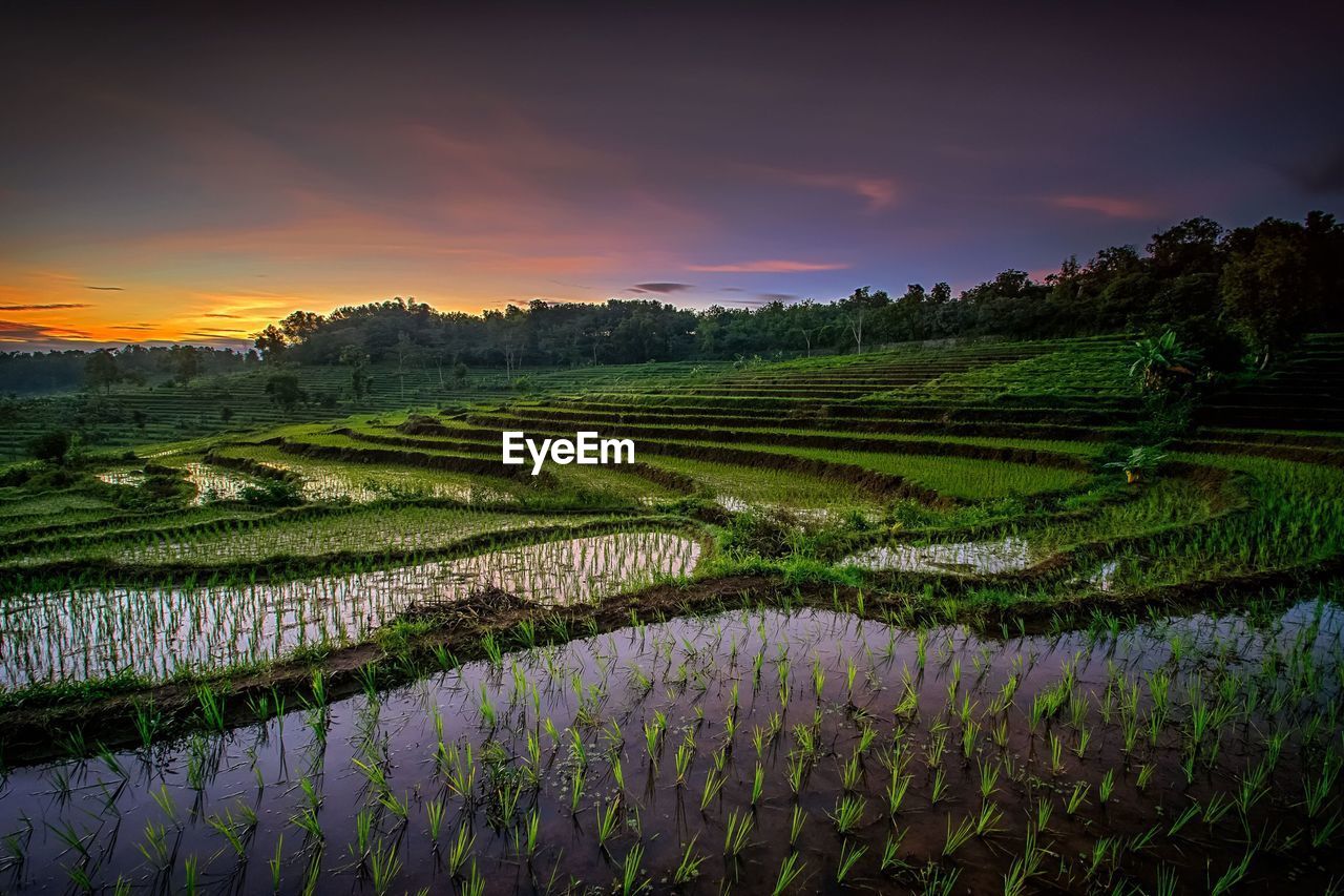 Scenic view of rice field against sky during sunset