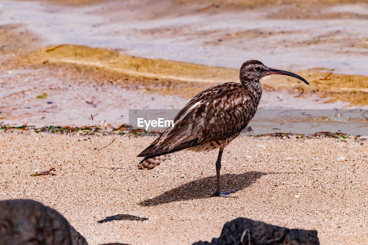 Curlews are migratory birds and spend the winter as long-distance migrants in the warm south