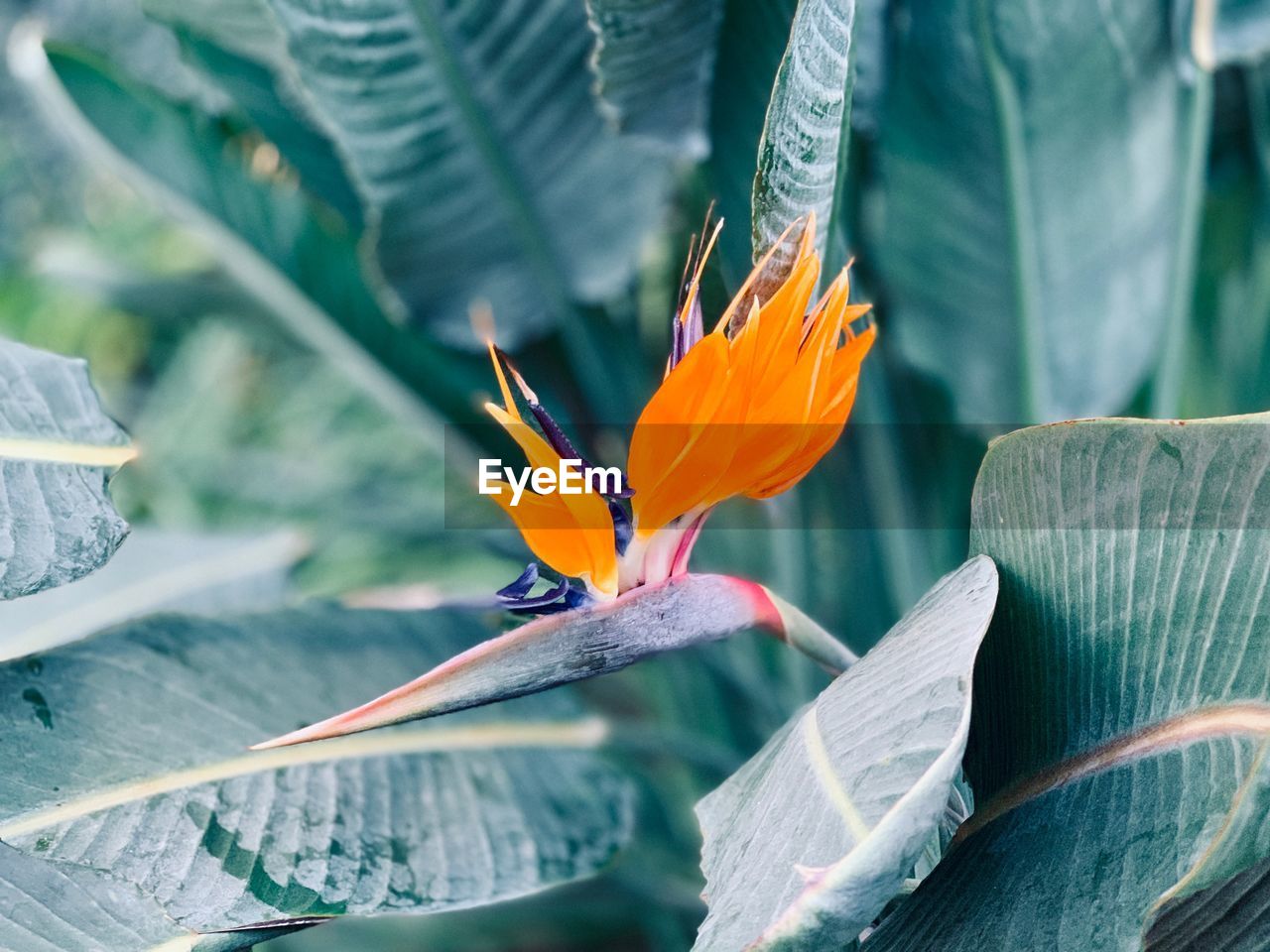 CLOSE-UP OF ORANGE FLOWER ON LEAF