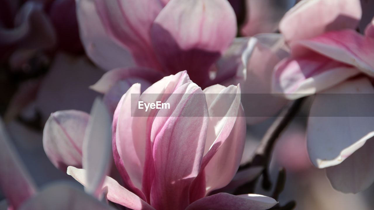 Close-up of pink tulips