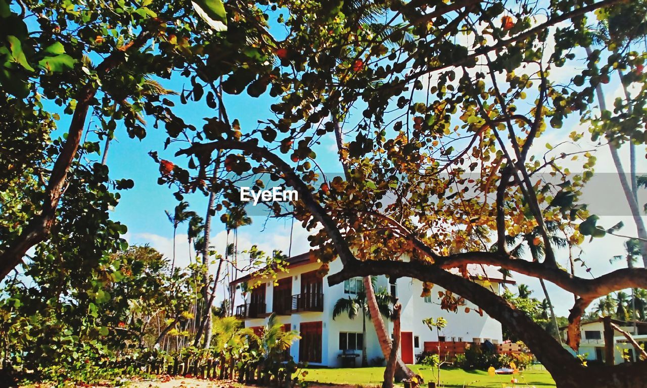 LOW ANGLE VIEW OF TREES AND HOUSE AGAINST SKY