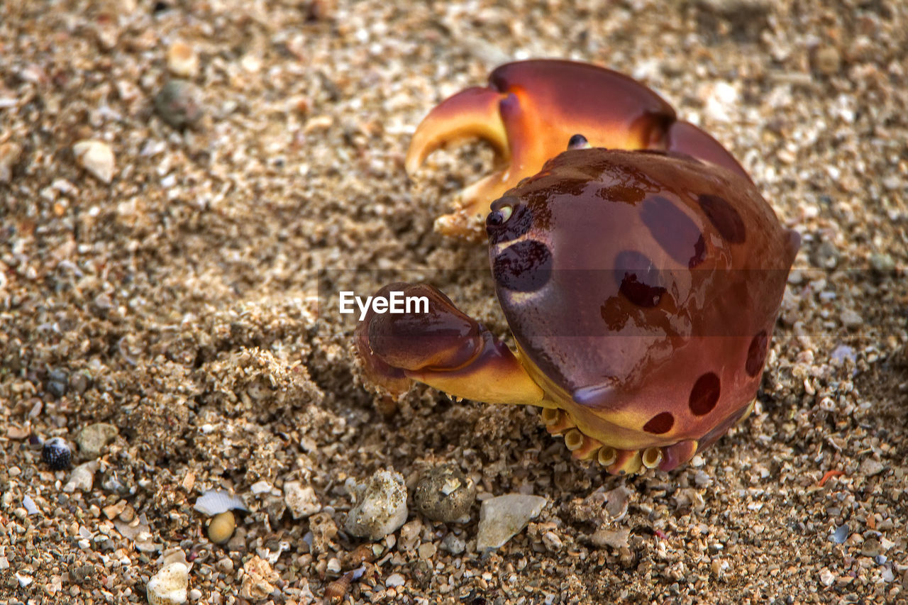 CLOSE-UP OF A SHELL ON BEACH