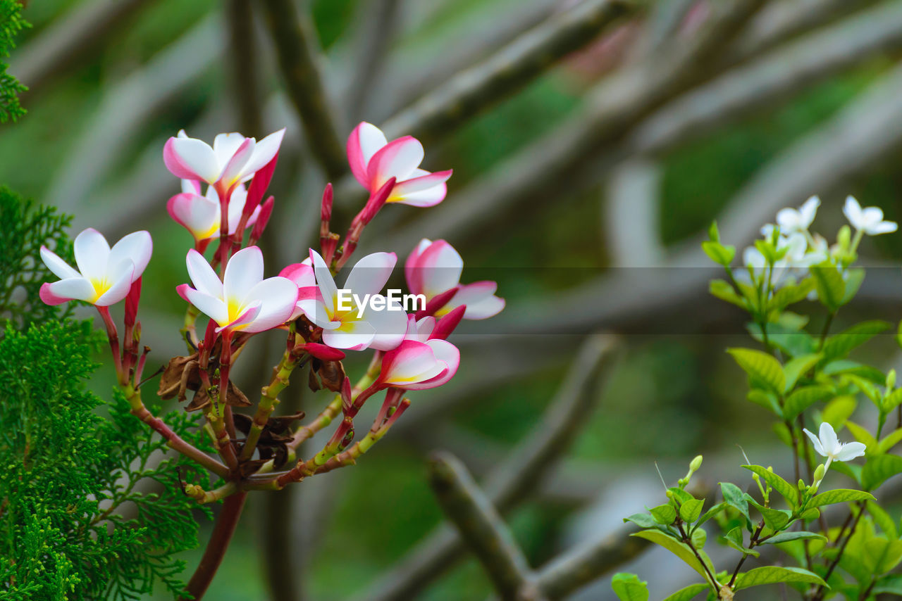 Close-up of pink flowering plant