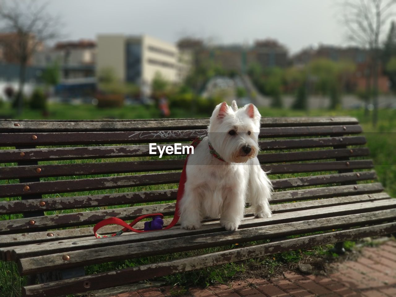 Portrait of dog sitting on bench