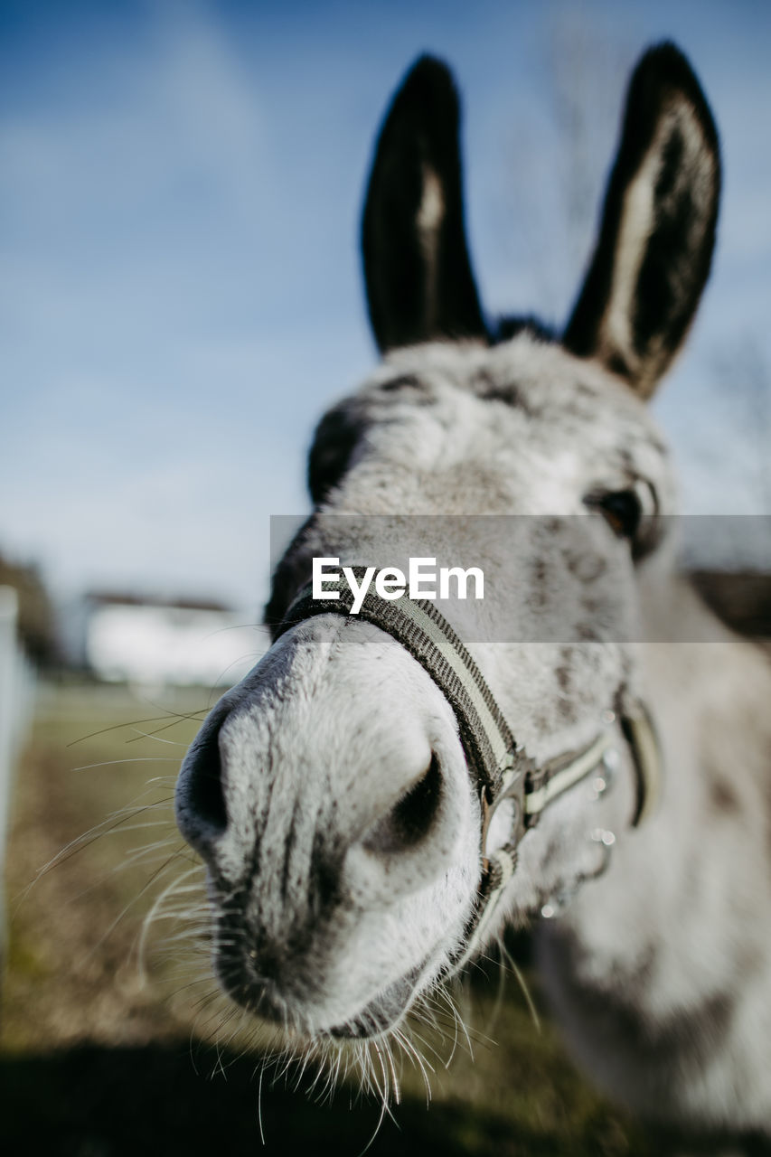 Headshot of a donkey