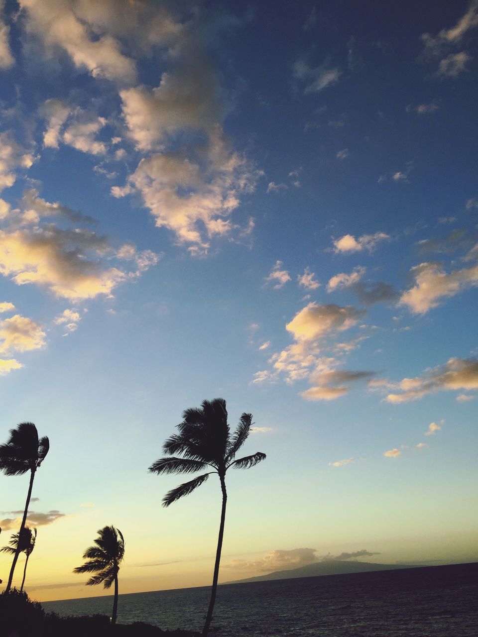 PALM TREES ON LANDSCAPE AGAINST SKY