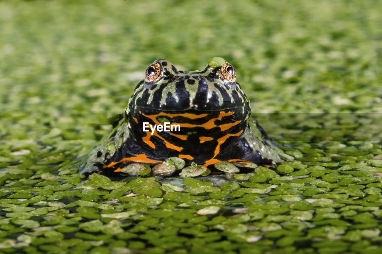 Fire bellied frog appears among water lily