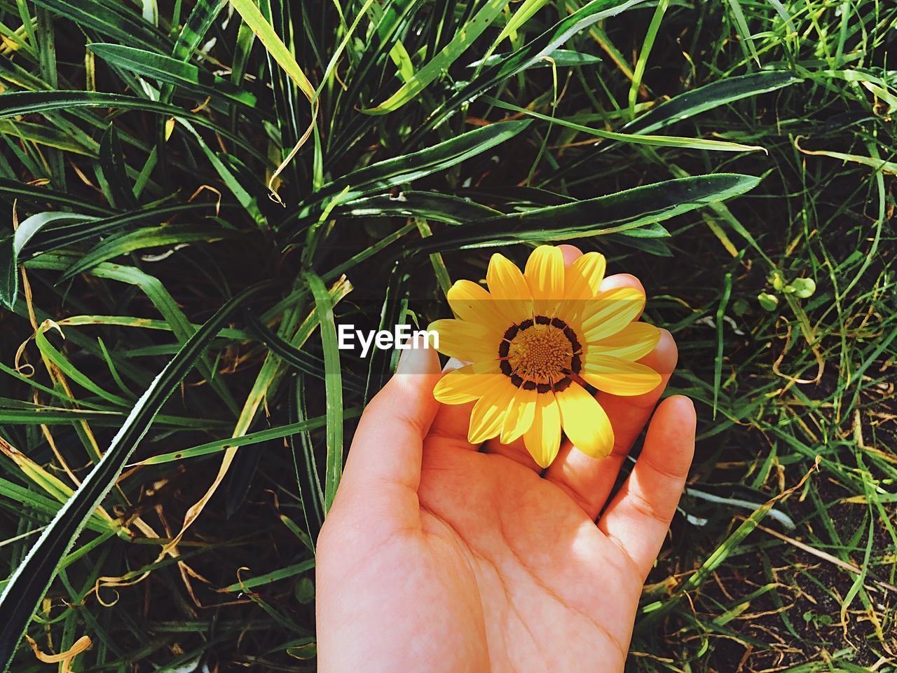 CLOSE-UP OF PERSON HAND HOLDING YELLOW FLOWER