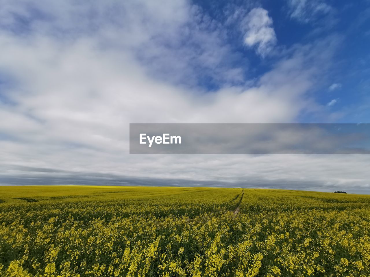 Scenic view of oilseed rape field against cloudy sky