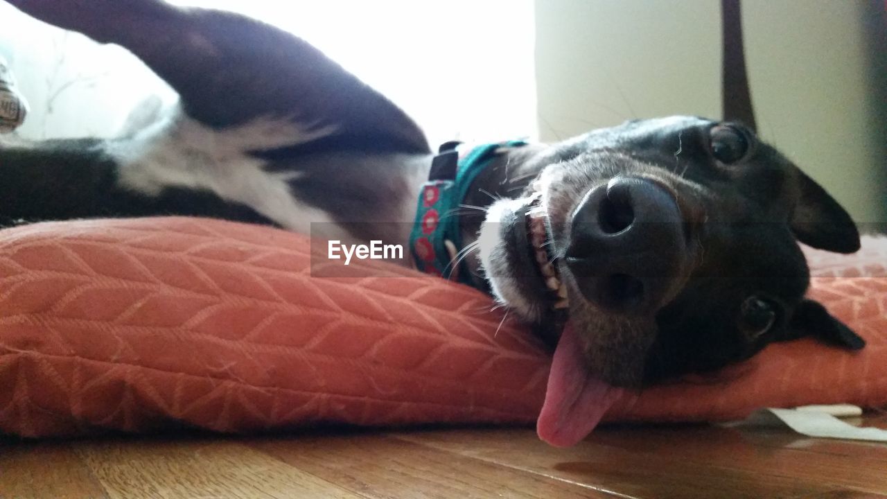 CLOSE-UP OF DOG IN MOUTH