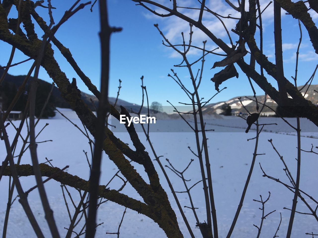 CLOSE-UP OF BIRD PERCHING ON BRANCH AGAINST LAKE