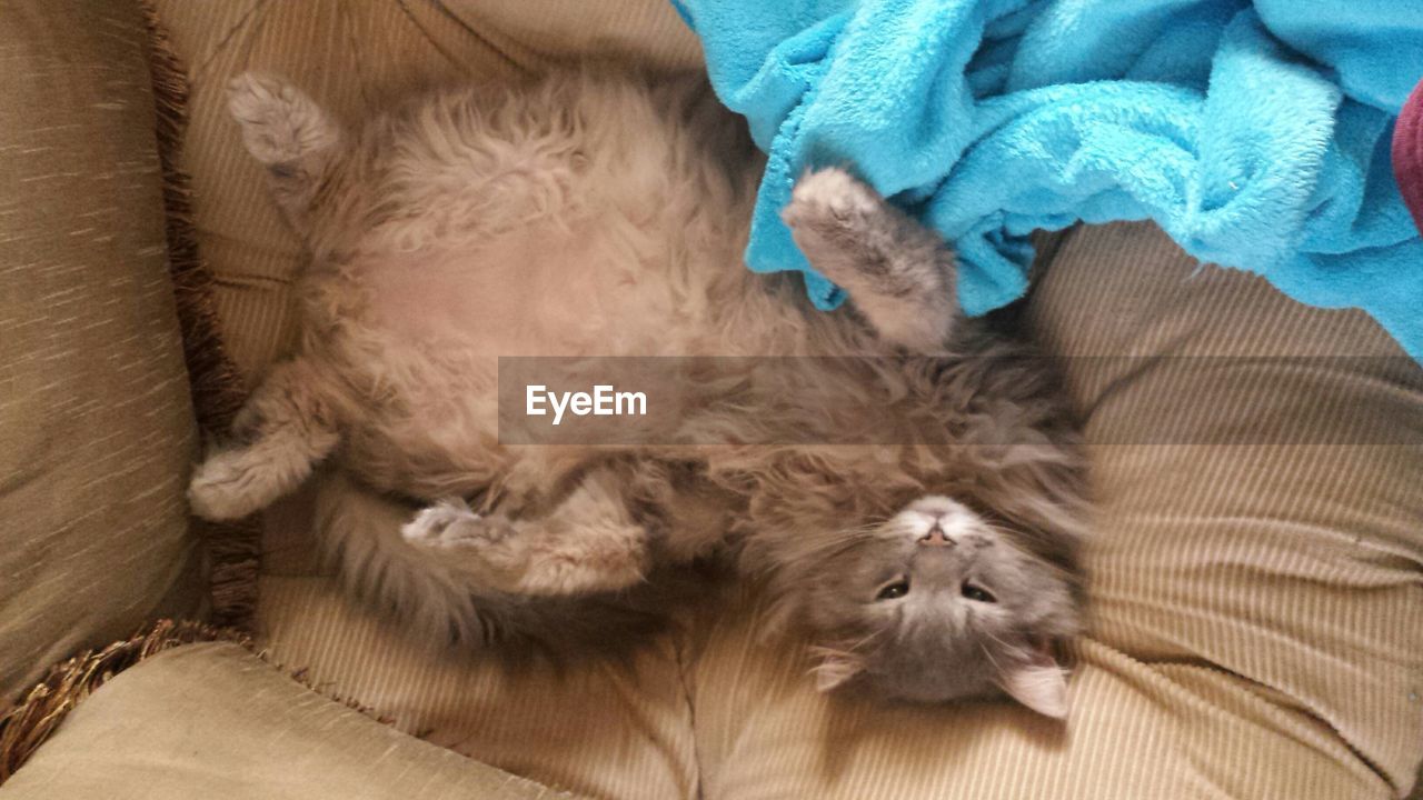 High angle view of a cat on couch