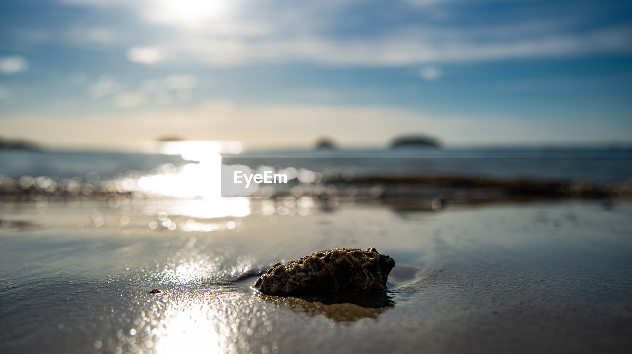 SURFACE LEVEL OF SHELLS ON BEACH AGAINST SKY