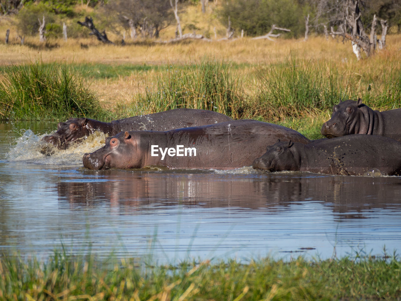 Group of hippopotamus in water, moremi game reserve, botswana