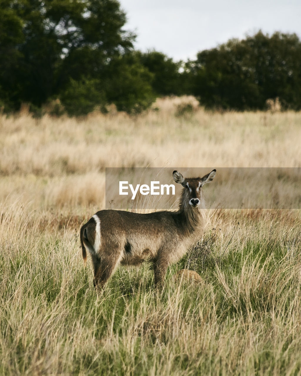 View of sheep on field