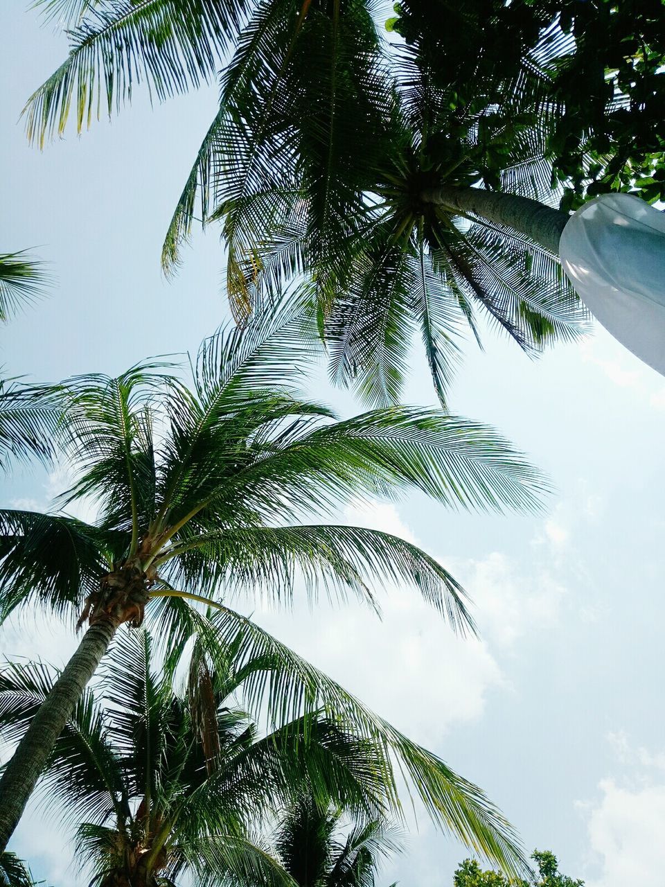 CLOSE-UP OF TREE AGAINST SKY