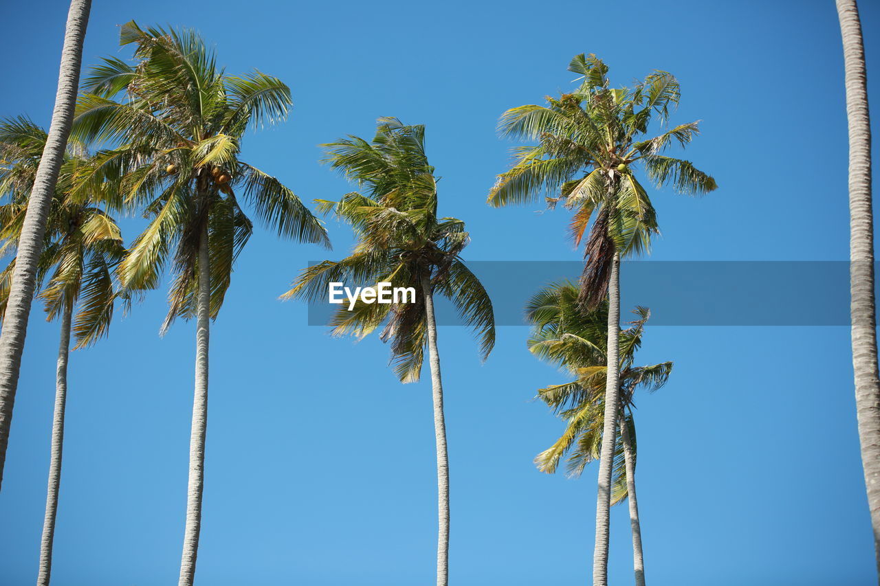 LOW ANGLE VIEW OF COCONUT PALM TREES AGAINST SKY