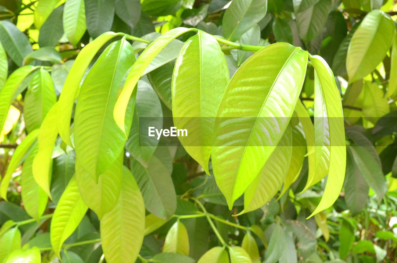 CLOSE-UP OF LEAVES