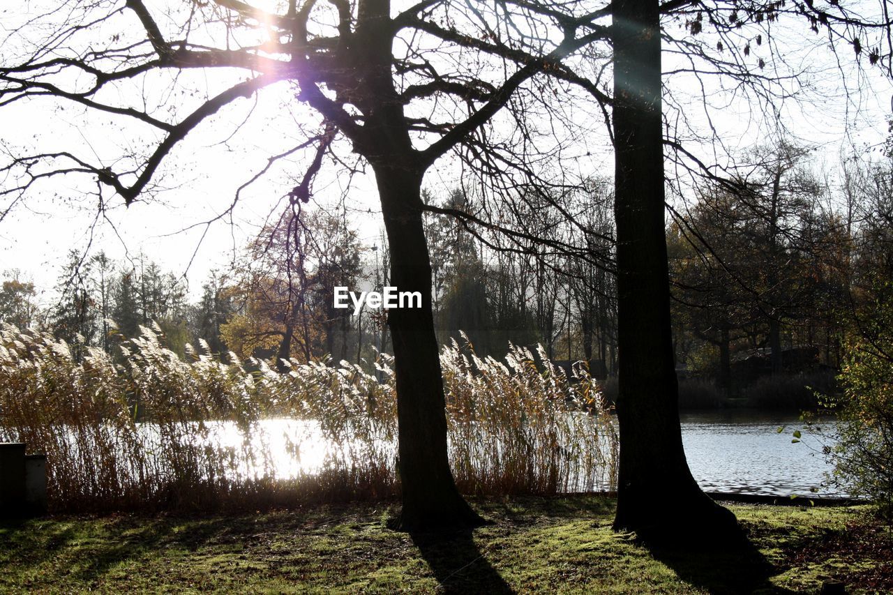 TREES BY LAKE IN FOREST